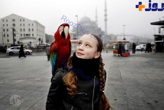 طوطي مشهورِ استانبول + تصاویر