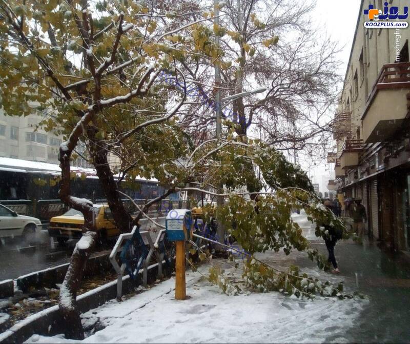 شکستگی شاخه درختان در تهران +عکس