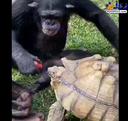عکس/ پذیرایی شامپانزه از لاک پشت با میوه