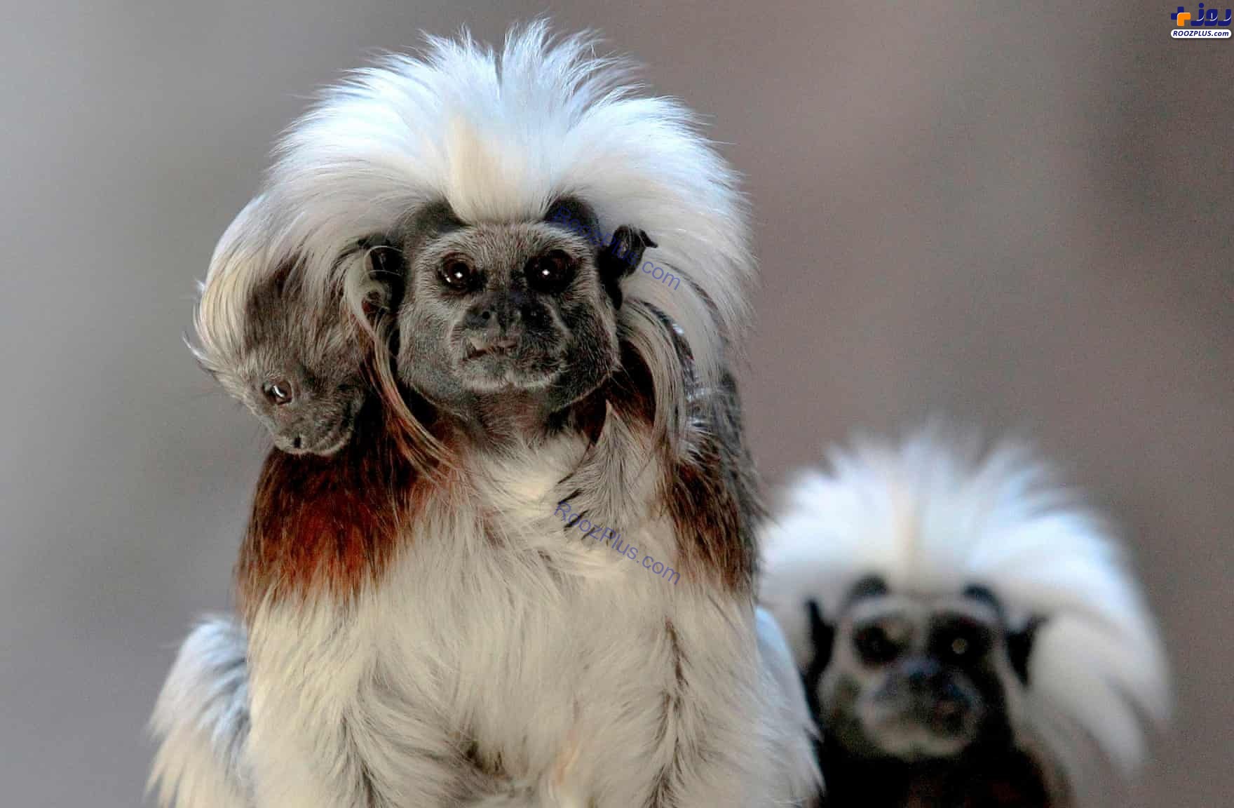 میمون‌های تامارین در مکزیک +عکس
