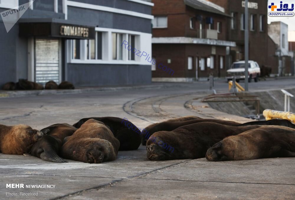 شیرهای دریایی در خیابان‌های آرژانتین +عکس