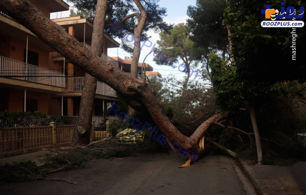 شکستن درختان تنومد بر اثر طوفان/عکس