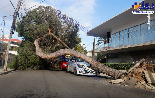 شکستن درختان تنومد بر اثر طوفان/عکس