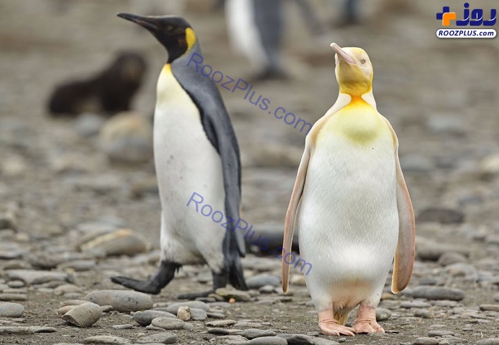 عکس/ تنها ترین پنگوئن زرد دنیا