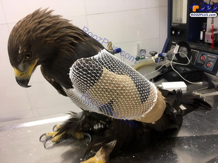 برخورد عقاب طلایی با دکل برق فشارقوی در البرز+ عکس