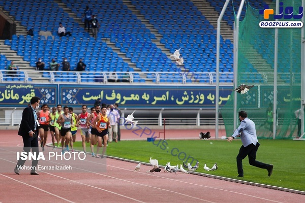 کبوترهای دردسرساز در مسابقات ورزشگاه امام رضا(ع) +عکس