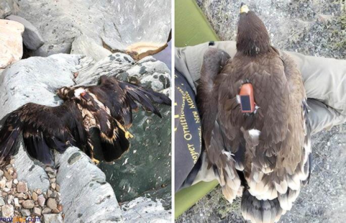 راز ردیابی ۲۰ ساله یک عقاب! + تصاویر