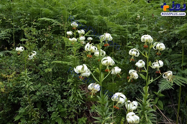 شکوفایی یکی از نادرترین گل‌های جهان در گیلان +تصاویر