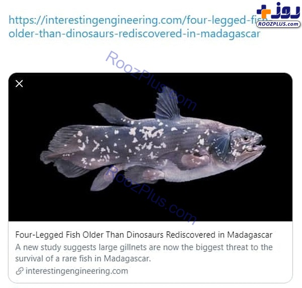 عکس/ پیدا شدن ماهی ۴ پا در ماداگاسکار!