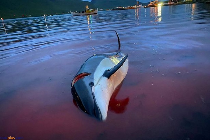 +۱۶/ قتل‌عام بی‌رحمانه دلفین‌ها در جزایر فارو متعلق به دانمارک در میان سکوت مدافعین حقوق‌ حیوانات+تصاویر