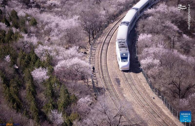 عکس/ عبور قطار از میان شکوفه‌های بهاری