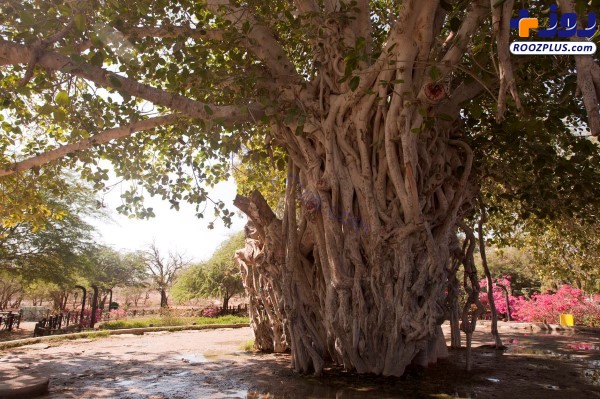 کهنسال‌ترین درخت لور در جزیره کیش است +عکس