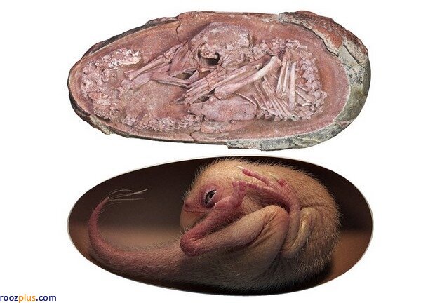 عکس/کشف عجیب فسیل تقریبا سالم جنین دایناسور در تخم
